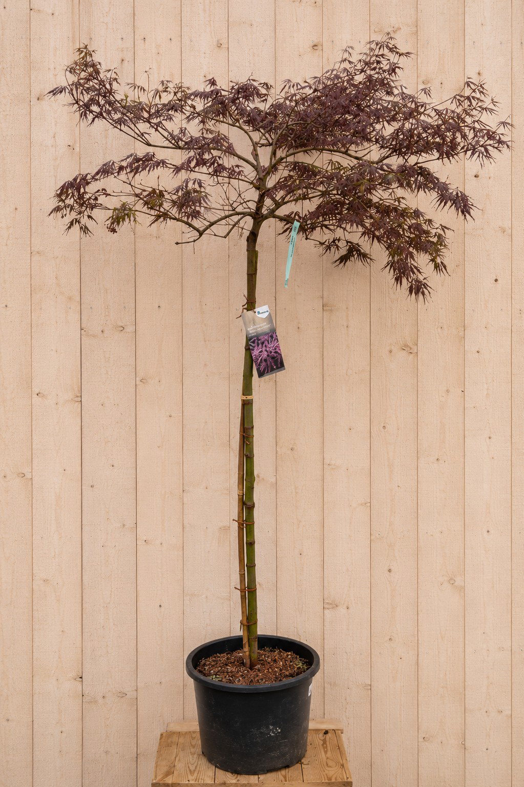 Acer Palmatum Japanse Esdoorn 'Dissectum Tamukeyama' 220 cm Warentuin Natuurlijk - Warentuin natuurlijk