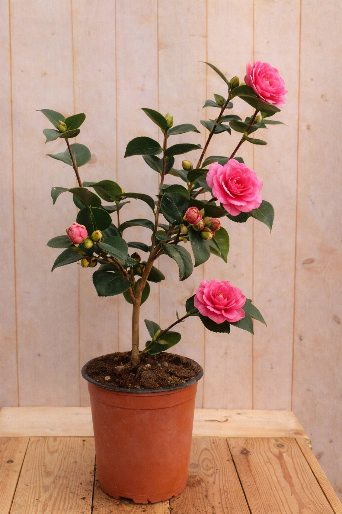 Japanse Roos Camellia Japonica Rodedale's Beauty 50 cm rode bloemen Warentuin Natuurlijk - Warentuin natuurlijk