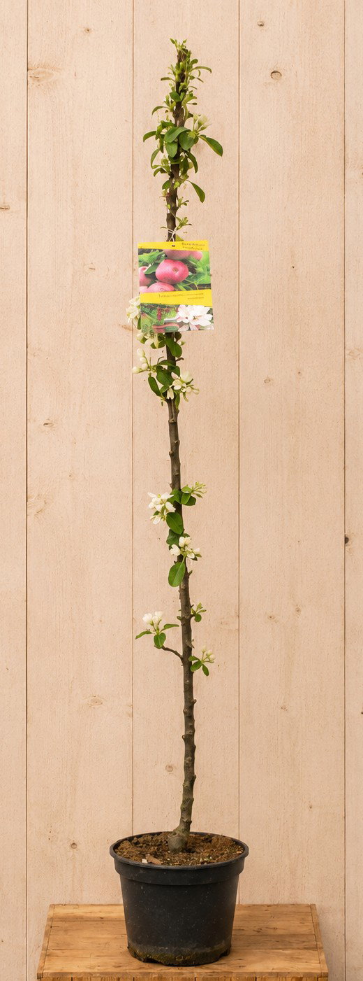 Dwerg Appelboom 'McIntosh' Malus domestica 150 cm Warentuin Natuurlijk - Warentuin natuurlijk
