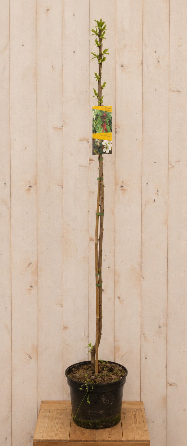 Dwerg Kersenboom 'Silvia' Prunus avium 165 cm Warentuin Natuurlijk - Warentuin natuurlijk
