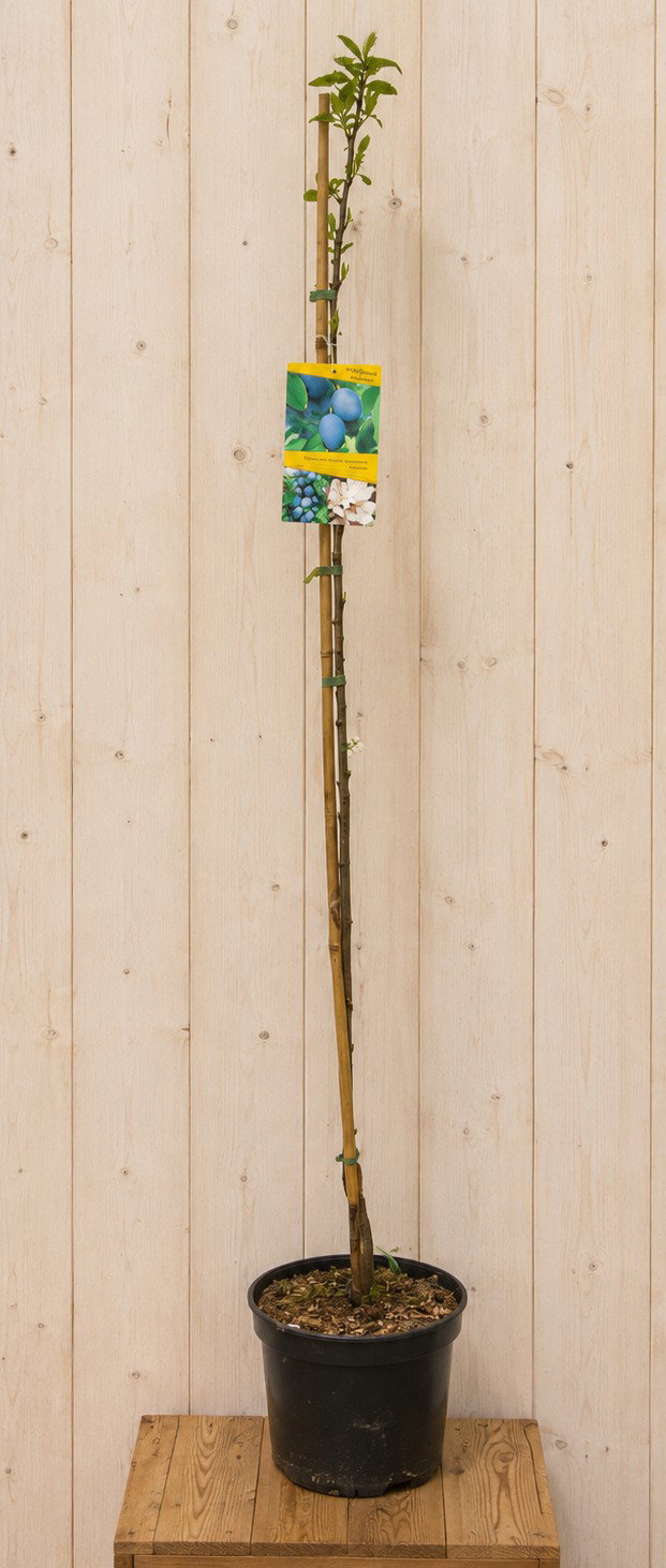 Dwerg Pruimenboom 'Imperial' Prunus domestica 165 cm Warentuin Natuurlijk - Warentuin natuurlijk