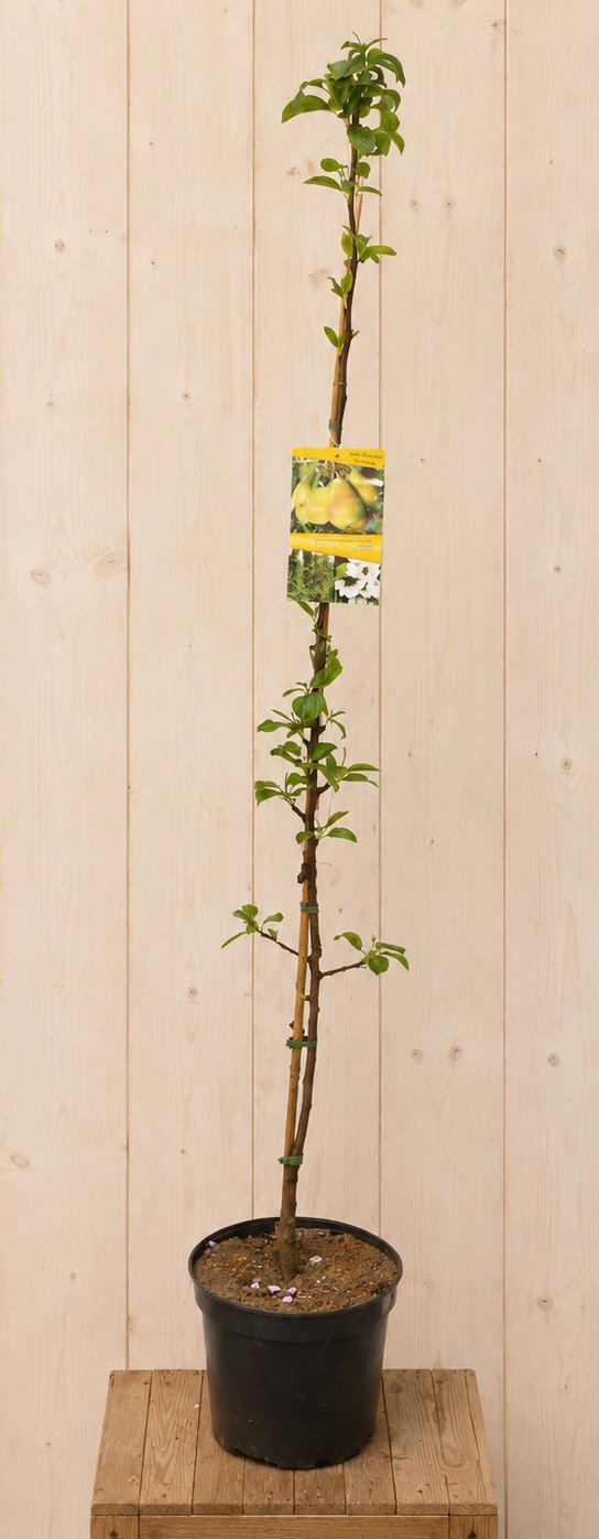 Perenboom 'Decore' Pyrus communis 170 cm Warentuin Natuurlijk - Warentuin natuurlijk