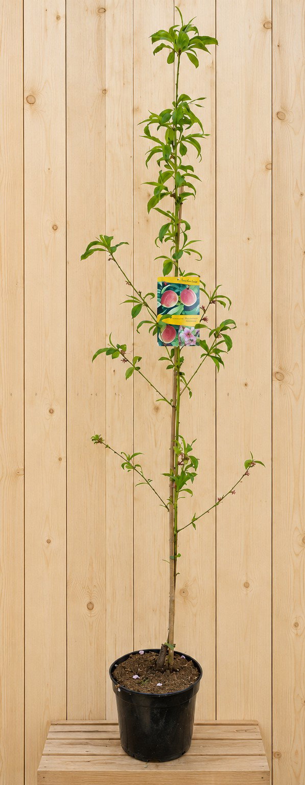 Perzik 'Redhaven' Prunus persica 200 cm Warentuin Natuurlijk - Warentuin natuurlijk