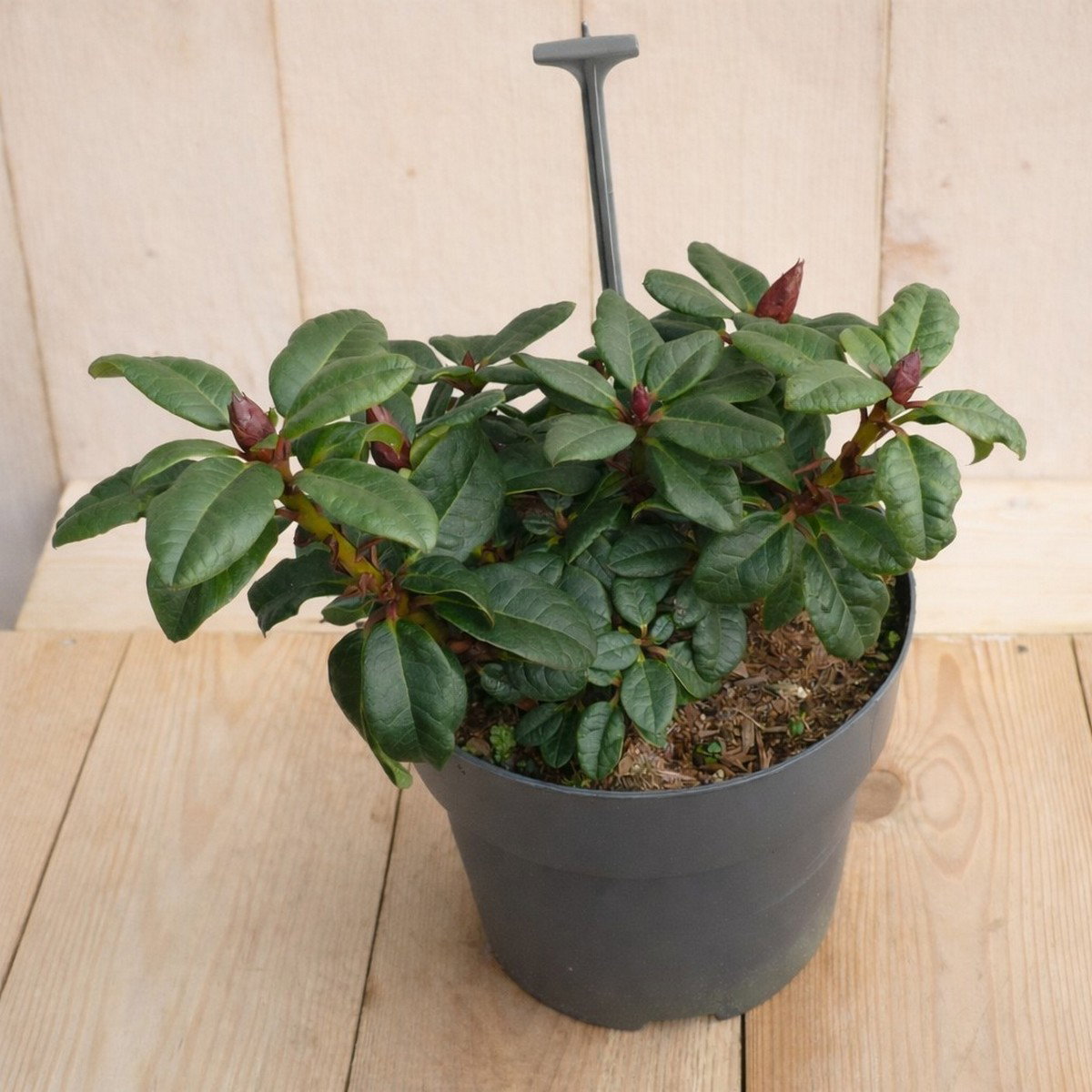 Rhododendron Scarlet Wonder Rhododendron repens 25 cm rode bloem Warentuin Natuurlijk - Warentuin natuurlijk