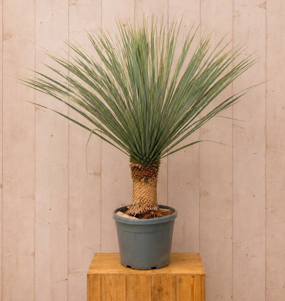 Yucca Rostrata 150 cm Warentuin Natuurlijk - Warentuin natuurlijk