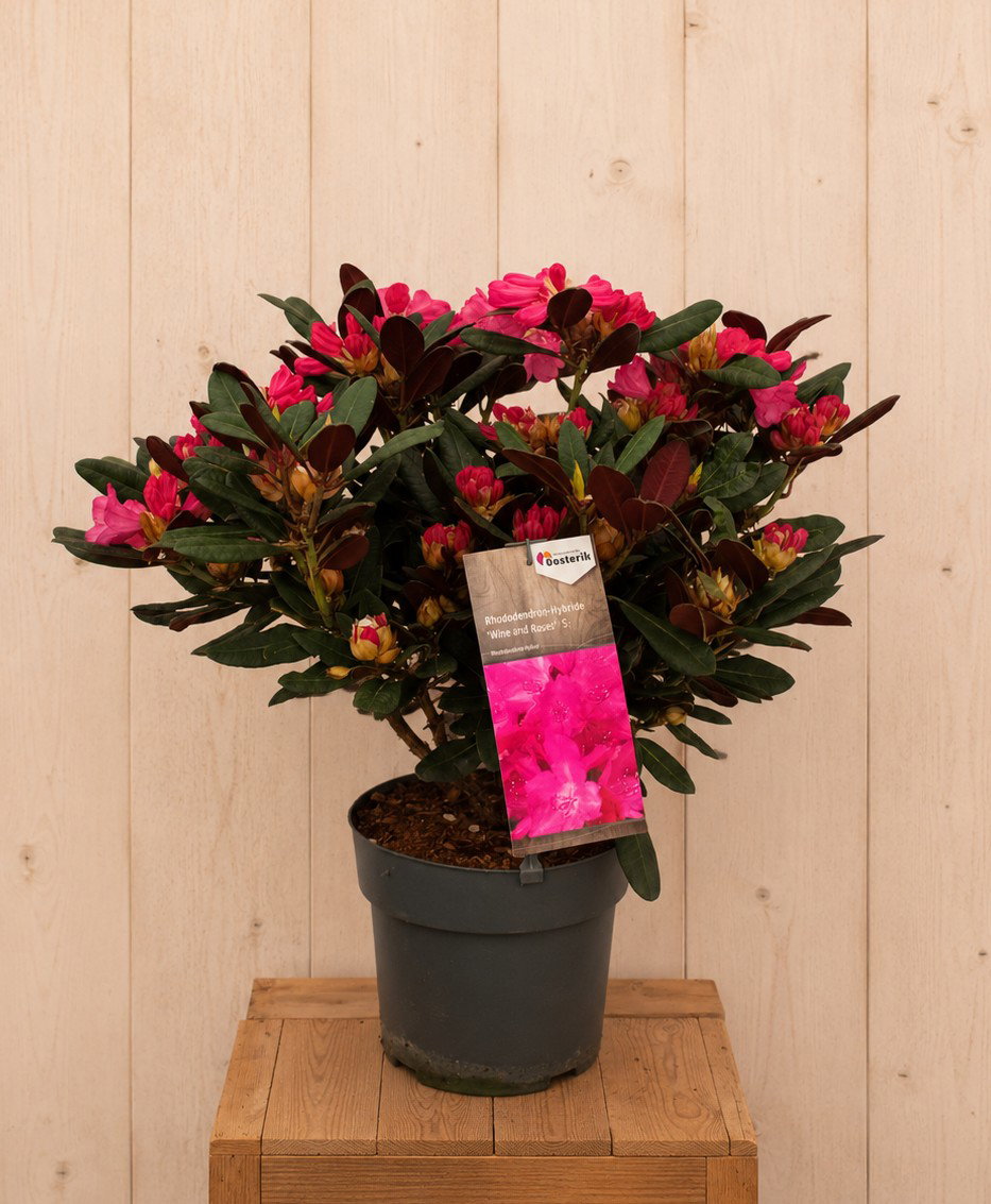 Rhododendron-Hybride 'Wine and Roses' 65 cm Warentuin Natuurlijk - Warentuin natuurlijk
