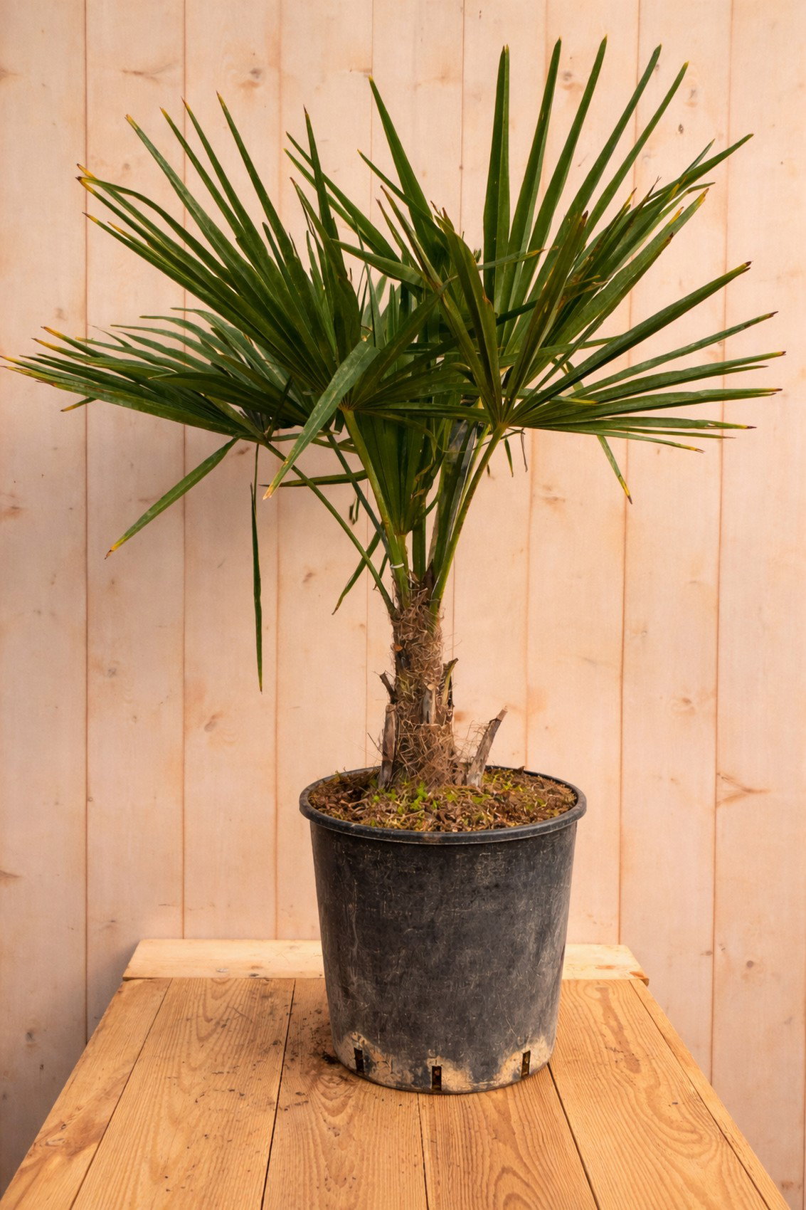 Chinese waaierpalm trachycarpus fortunei 70cm stamhoogte ongeveer 15cm Warentuin Natuurlijk - Warentuin natuurlijk