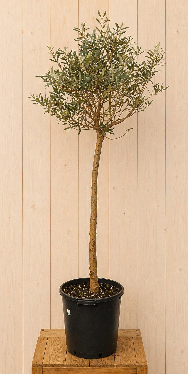 Olea Europaea 200 cm stamhoogte 110 cm Warentuin Natuurlijk - Warentuin natuurlijk