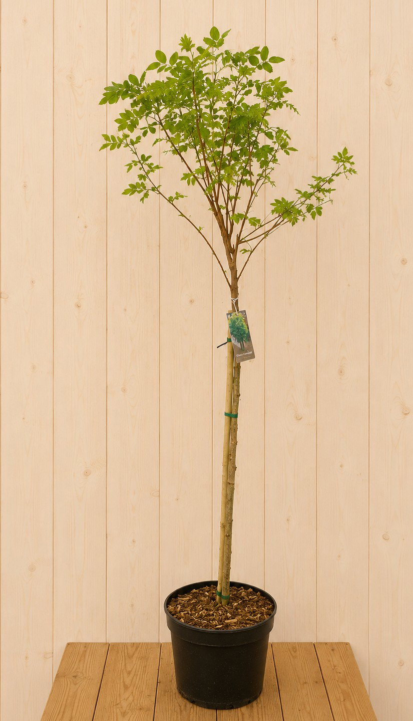 Robina Pseudoacacia 'Umbralifera' 140 cm Warentuin Natuurlijk - Warentuin natuurlijk