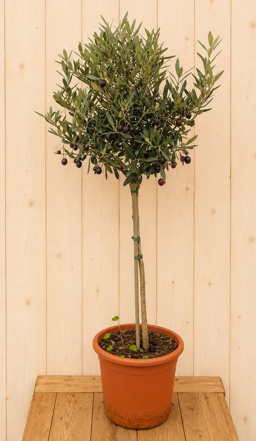 Olea Europaea 110 cm stamhoogte 50 cm Warentuin Natuurlijk - Warentuin natuurlijk