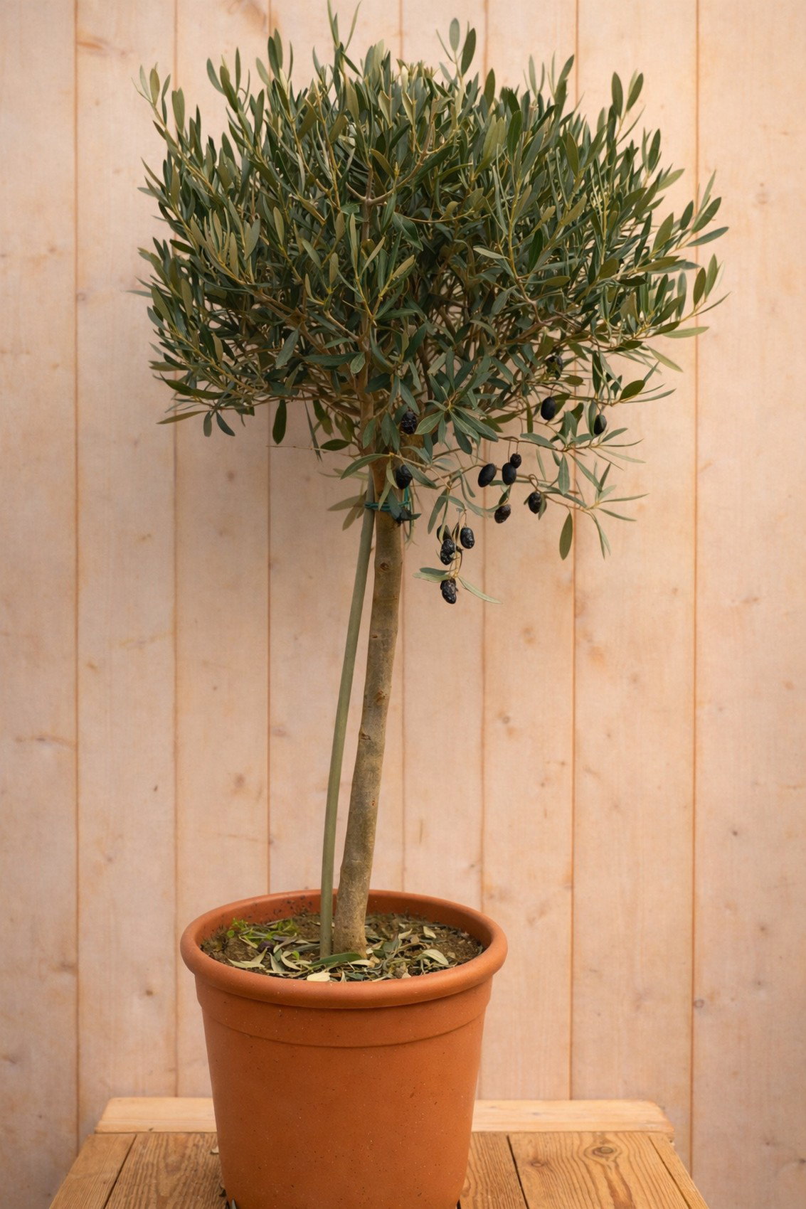 Olijfboom olea europeae 120cm stam ongeveer 60cm Warentuin Natuurlijk - Warentuin natuurlijk