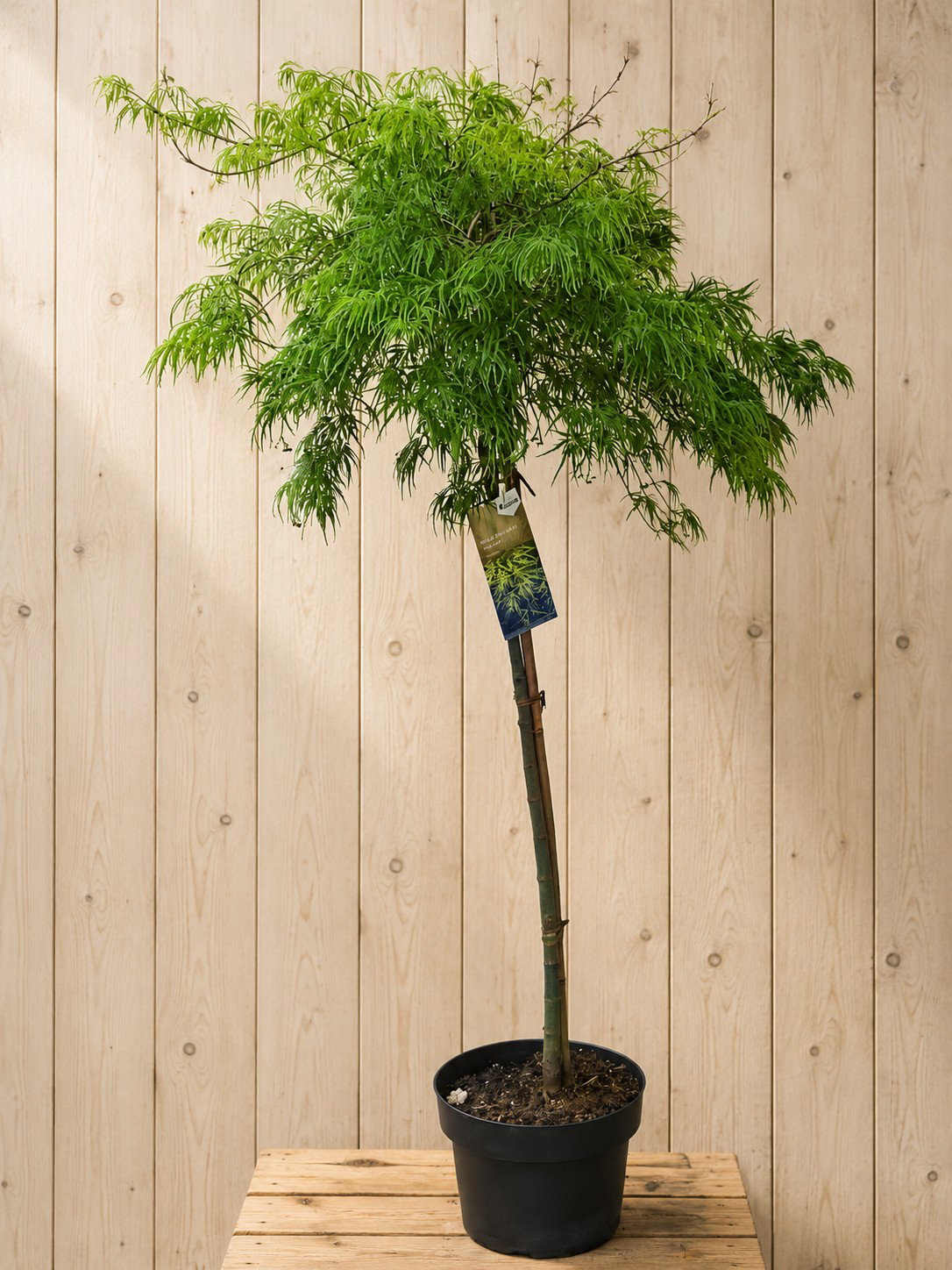 Acer Palmatum Japanse Esdoorn 'Dissectum' 170 cm Warentuin Natuurlijk - Warentuin natuurlijk