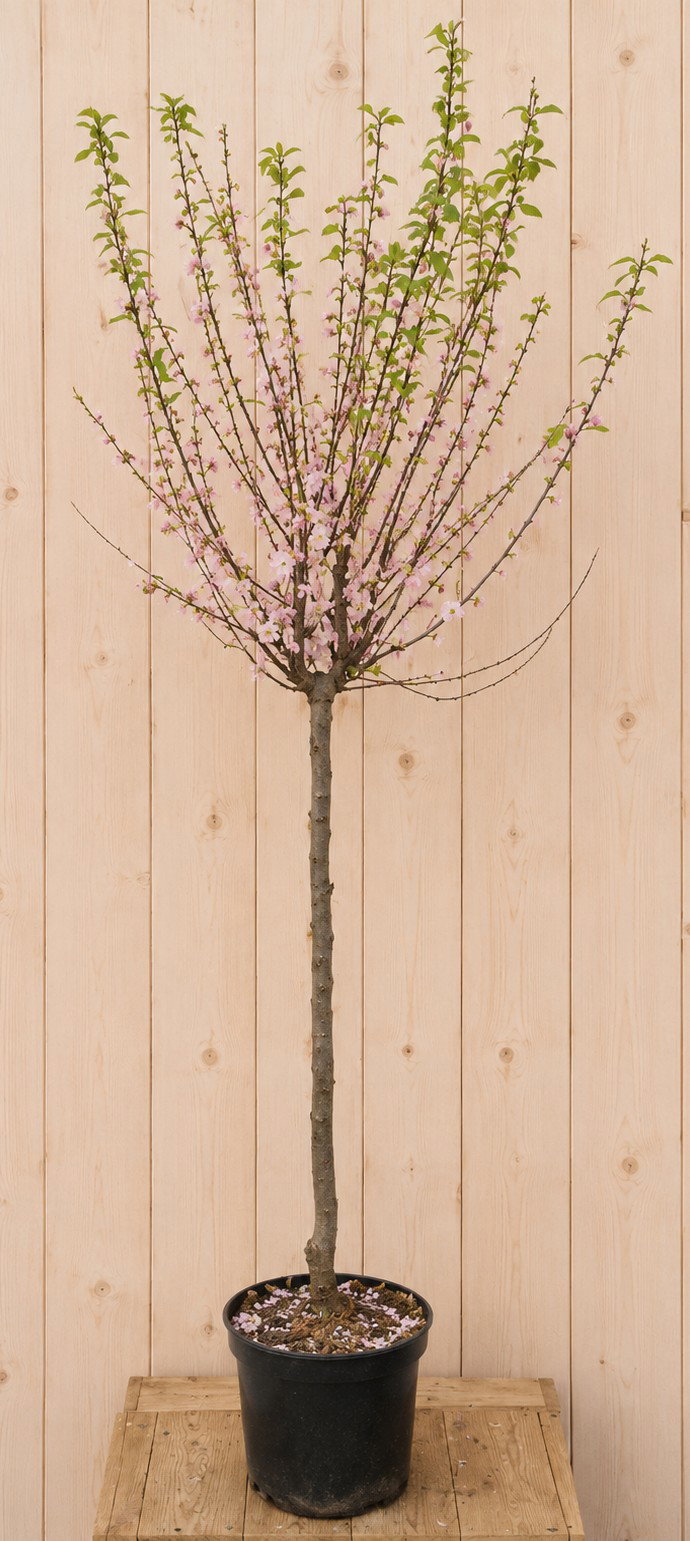 Prunus Tribola Amandelboompje 190 cm Warentuin Natuurlijk - Warentuin natuurlijk