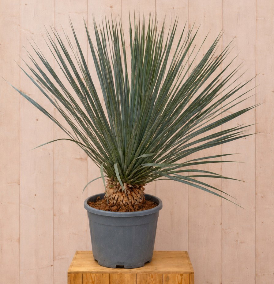 Yucca Rostrata 90 cm Warentuin Natuurlijk - Warentuin natuurlijk
