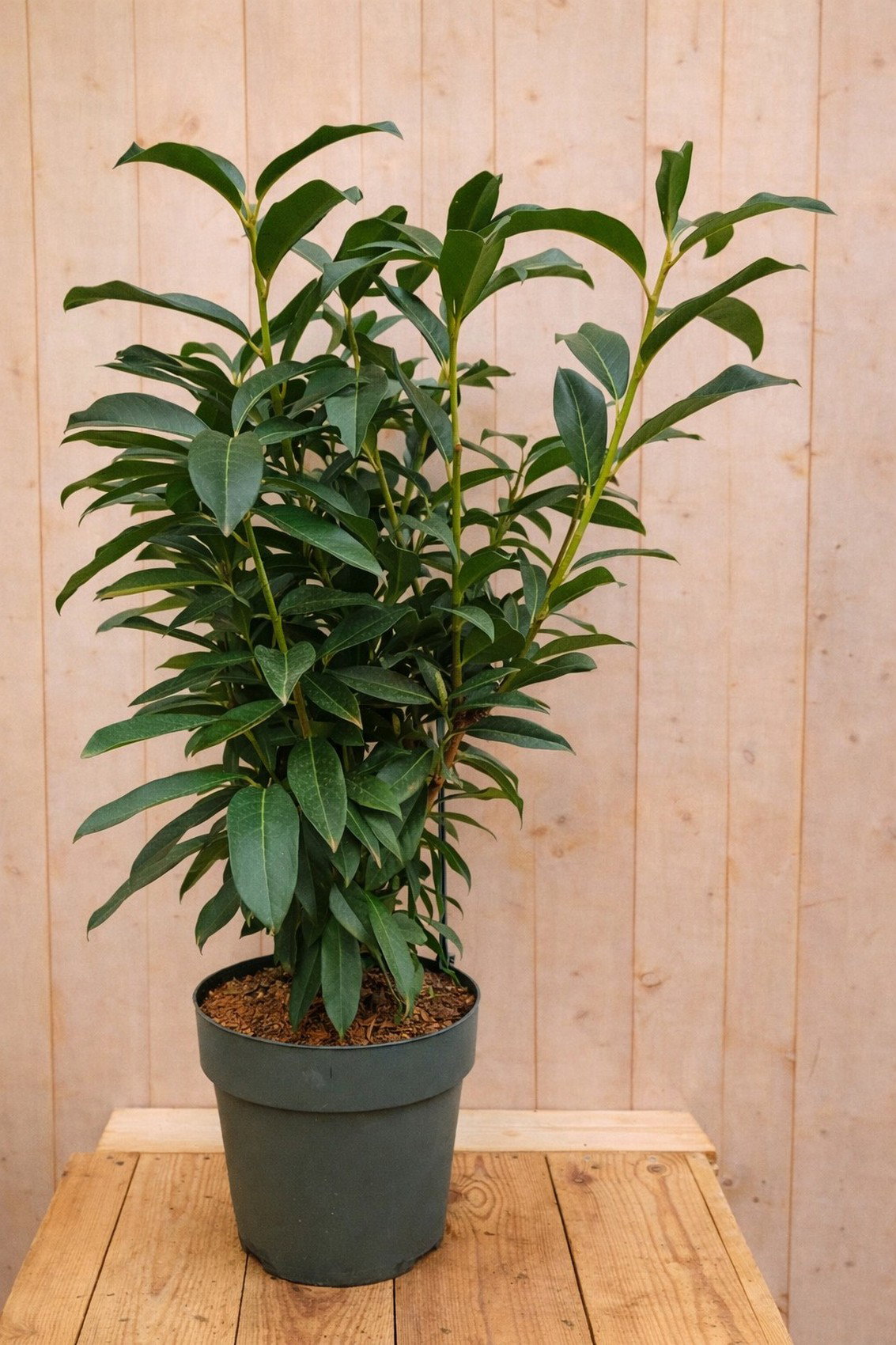 https://cdn.warentuin.nl/media/catalog/product/S/C/SCAN9900002048967_laurierkers_meerstammig_prunus_laurocerasu_6137.jpg