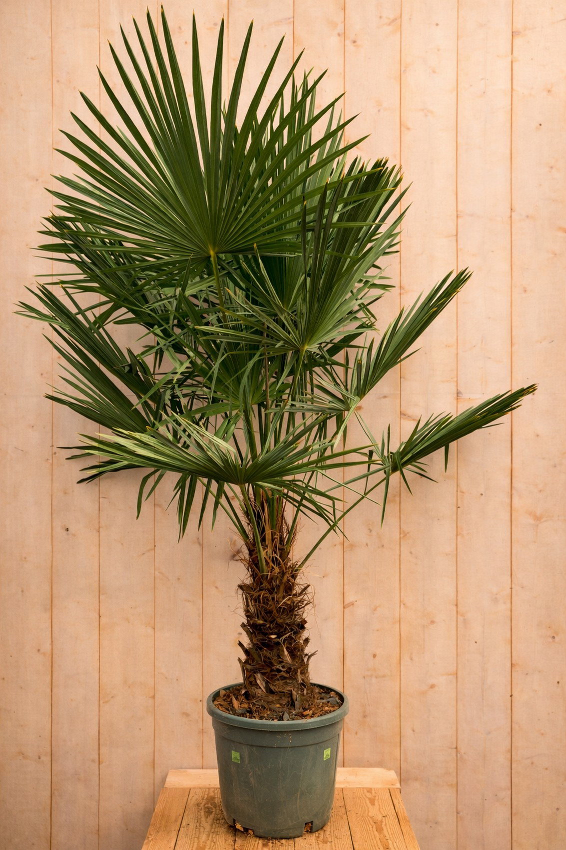 Chinese waaierpalm trachycarpus fortunei 230cm stamhoogte ongeveer 100cm Warentuin Natuurlijk - Warentuin natuurlijk