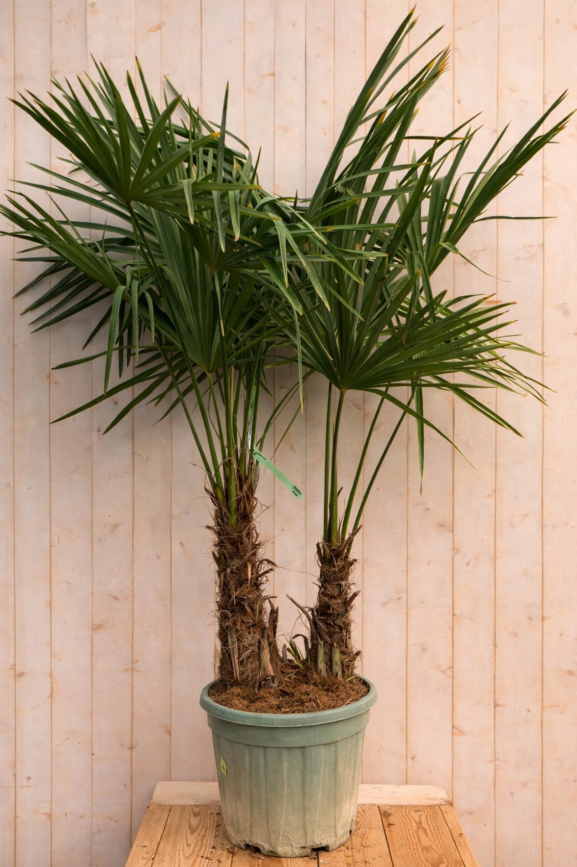 Chinese waaierpalm trachycarpus fortunei 140cm dubbele stam stamhoogte ongeveer 45cm Warentuin Natuurlijk - Warentuin natuurlijk
