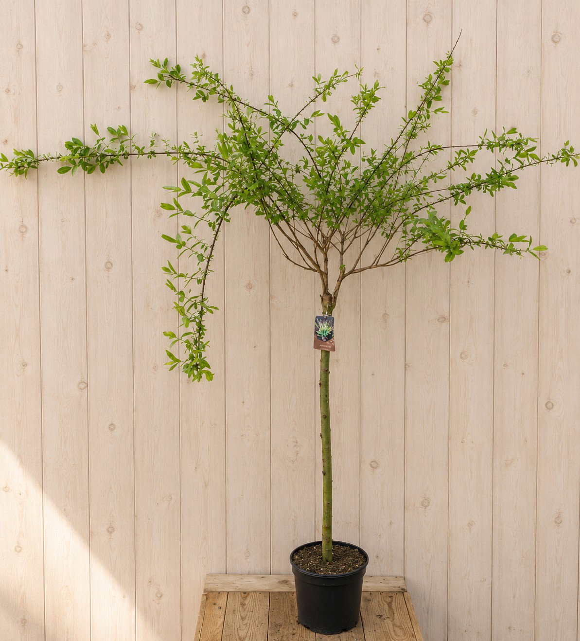 Salix Integra Wilg 'Hakuro Nishiki' 170 cm Warentuin Natuurlijk - Warentuin natuurlijk