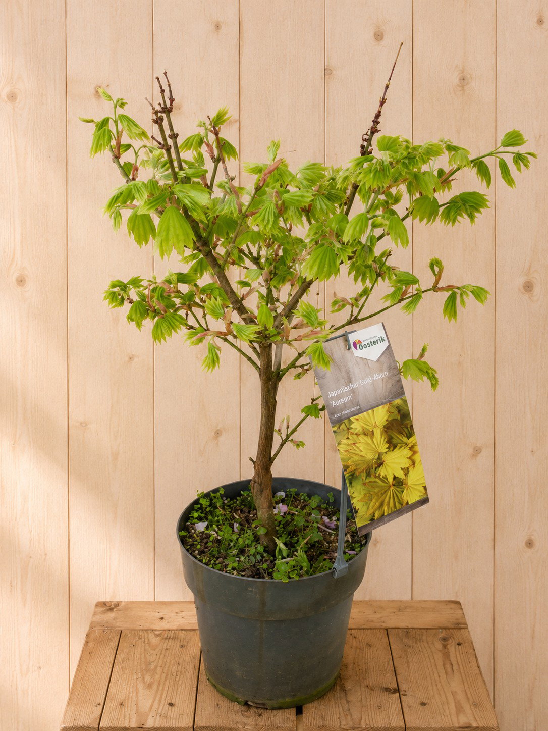 Acer Shirasawanu Japanse Esdoorn 'Aureum' 75 cm Warentuin Natuurlijk - Warentuin natuurlijk