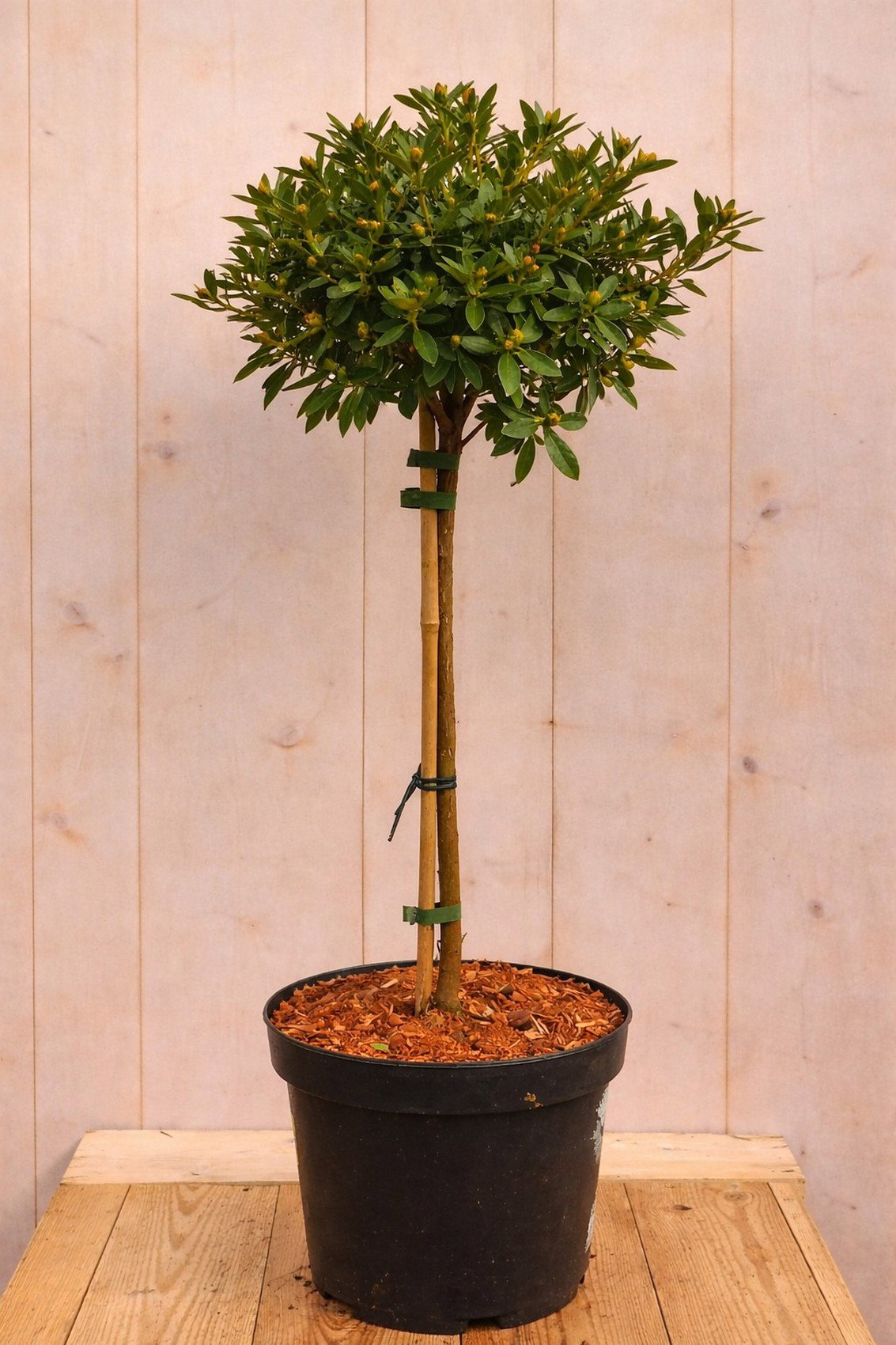 Bloombux Rhododendron Micranthum op stam 80 cm roze bloem Warentuin Natuurlijk - Warentuin natuurlijk