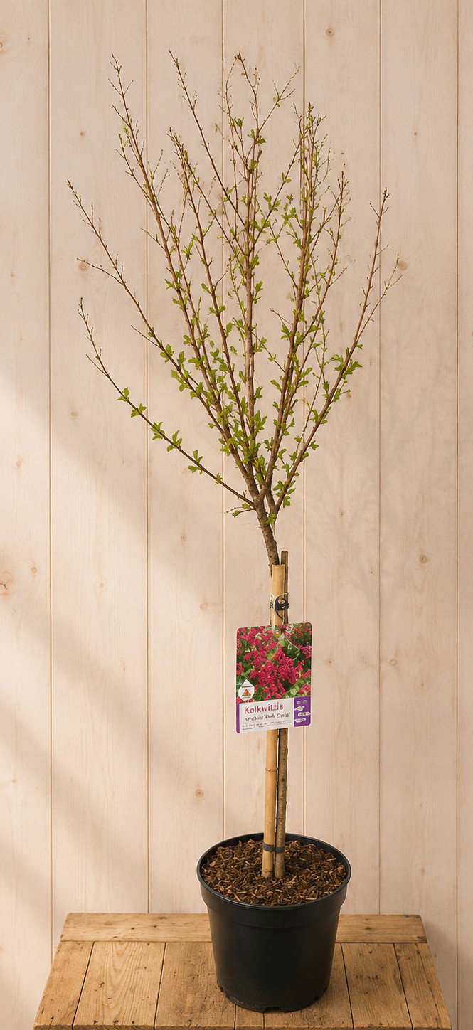 Lagerstroemia Indica Indische Sering 'Red Imperator' 125 cm II Warentuin Natuurlijk - Warentuin natuurlijk