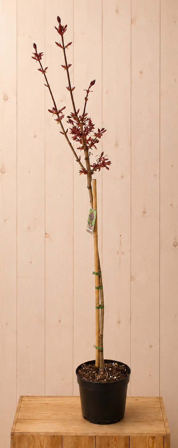 Acer Platanoides Noorse Esdoorn 'Crimson Sentry' 160 cm Warentuin Natuurlijk - Warentuin natuurlijk