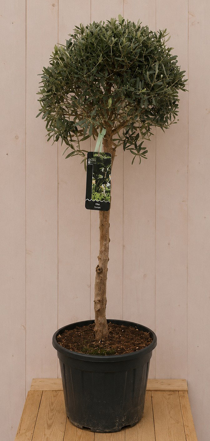 Olea Europaea 140 cm stamhoogte 60 cm Warentuin Natuurlijk - Warentuin natuurlijk
