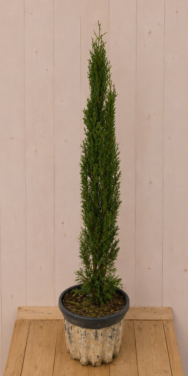 Italiaanse Cipres Cupressus sempervirens 'Totem' 110 cm Warentuin Natuurlijk - Warentuin natuurlijk