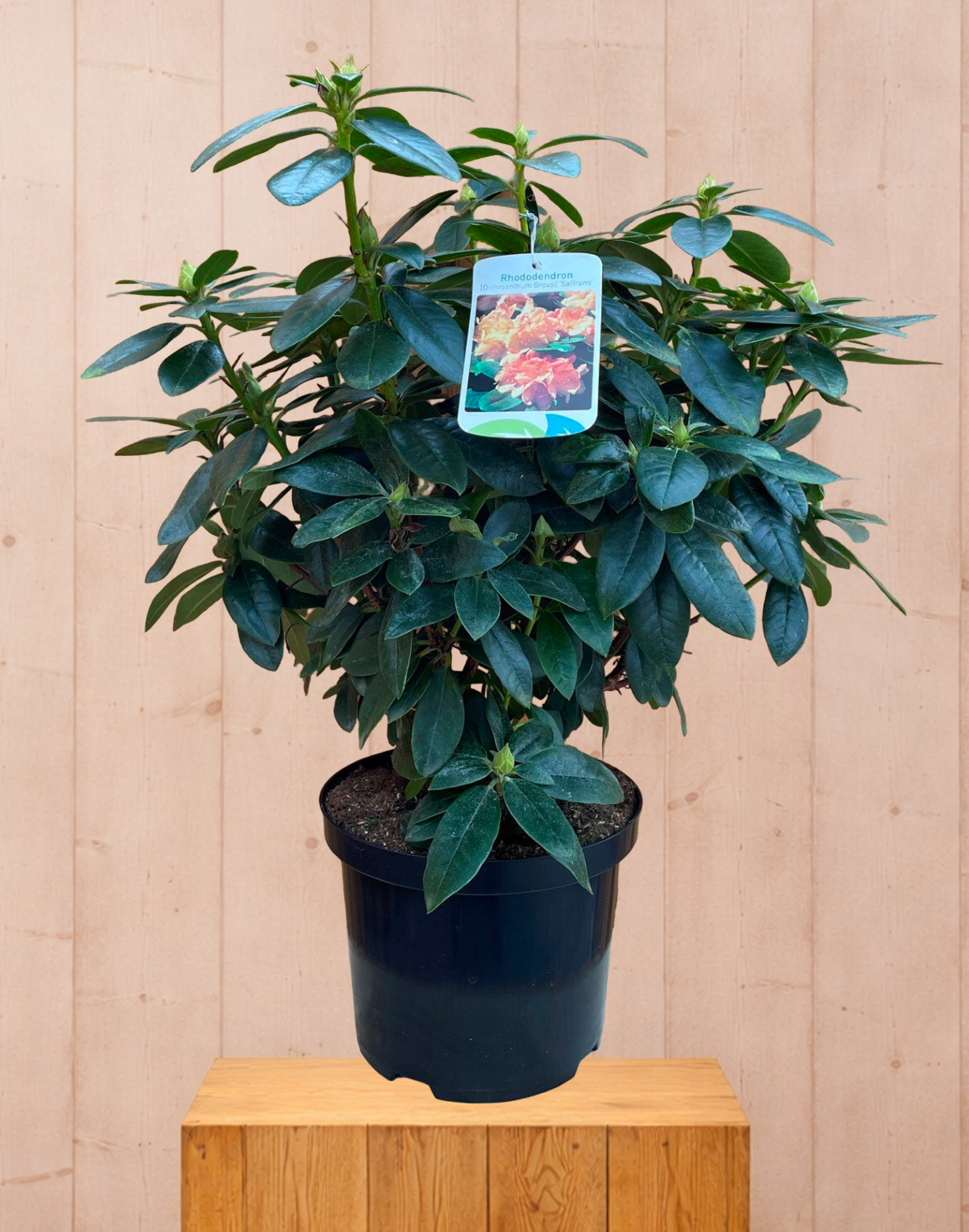 Rhododendron Saffrano groenblijvende heester met rode bloemen ca. 60-70 cm incl. pot Warentuin Natuurlijk - Warentuin natuurlijk