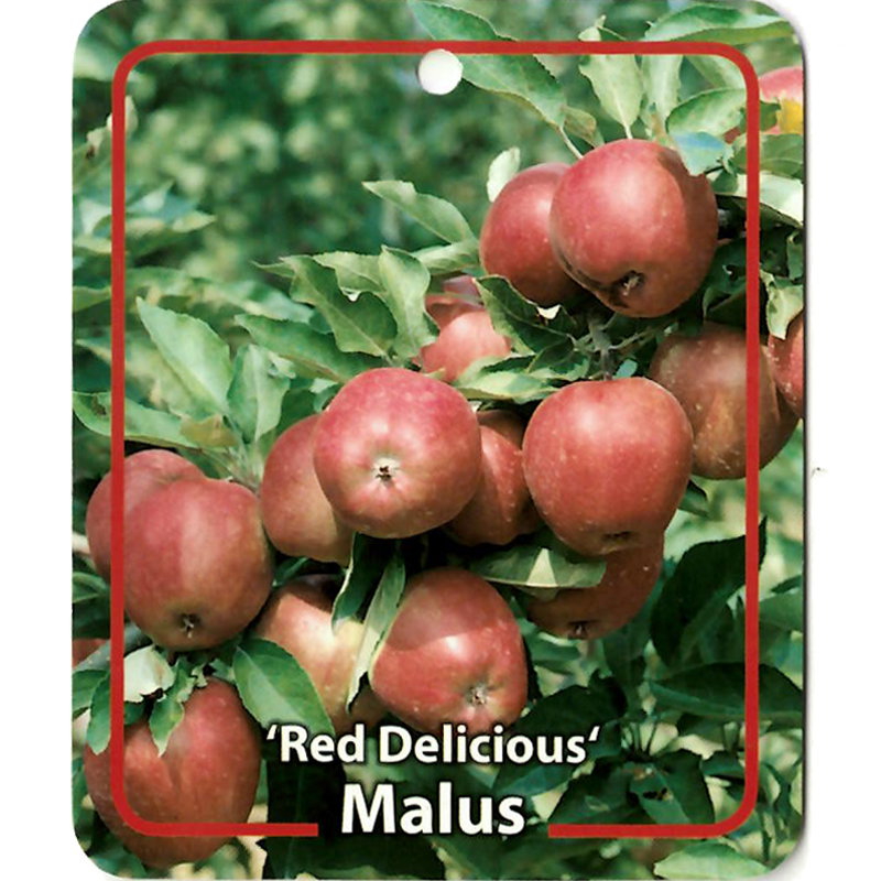 https://cdn.warentuin.nl/media/catalog/product/S/C/SCAN9900101008108_oosterik_home_fruitbomen_fruitboom_malus_domestica_red_delico_722b.jpg