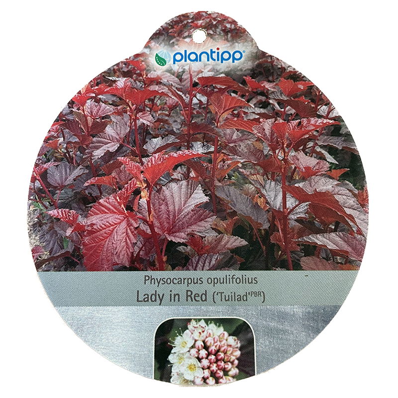 https://cdn.warentuin.nl/media/catalog/product/S/C/SCAN9900101551635_oosterik_home_plant_physocarpus_lady_in_red_sie_90b6.jpg