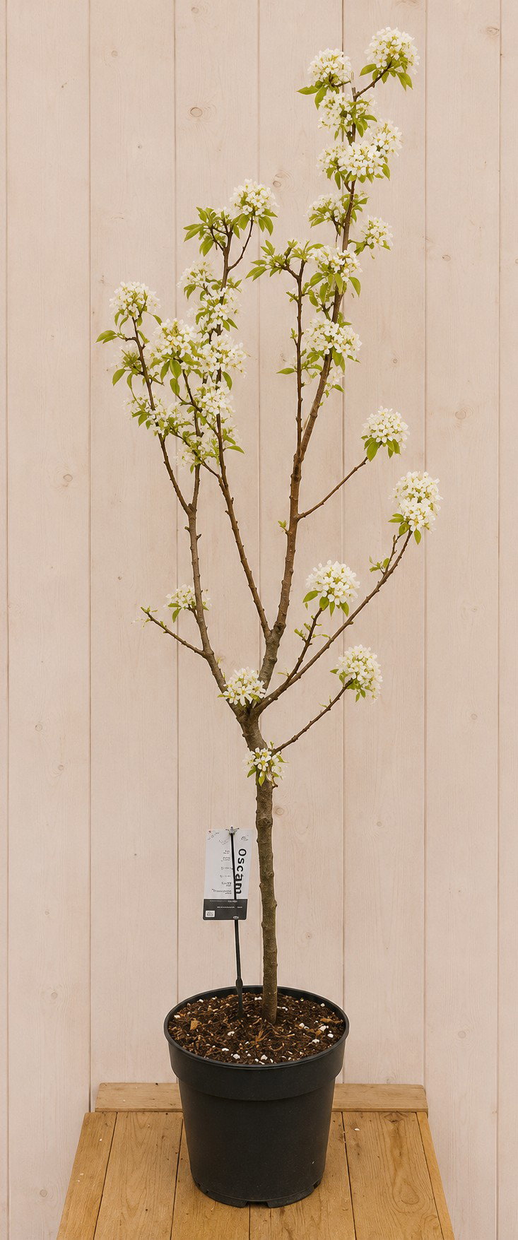 Dwerg Perenboom 'Luisa' Pyrus communis 165 cm Warentuin Natuurlijk - Warentuin natuurlijk