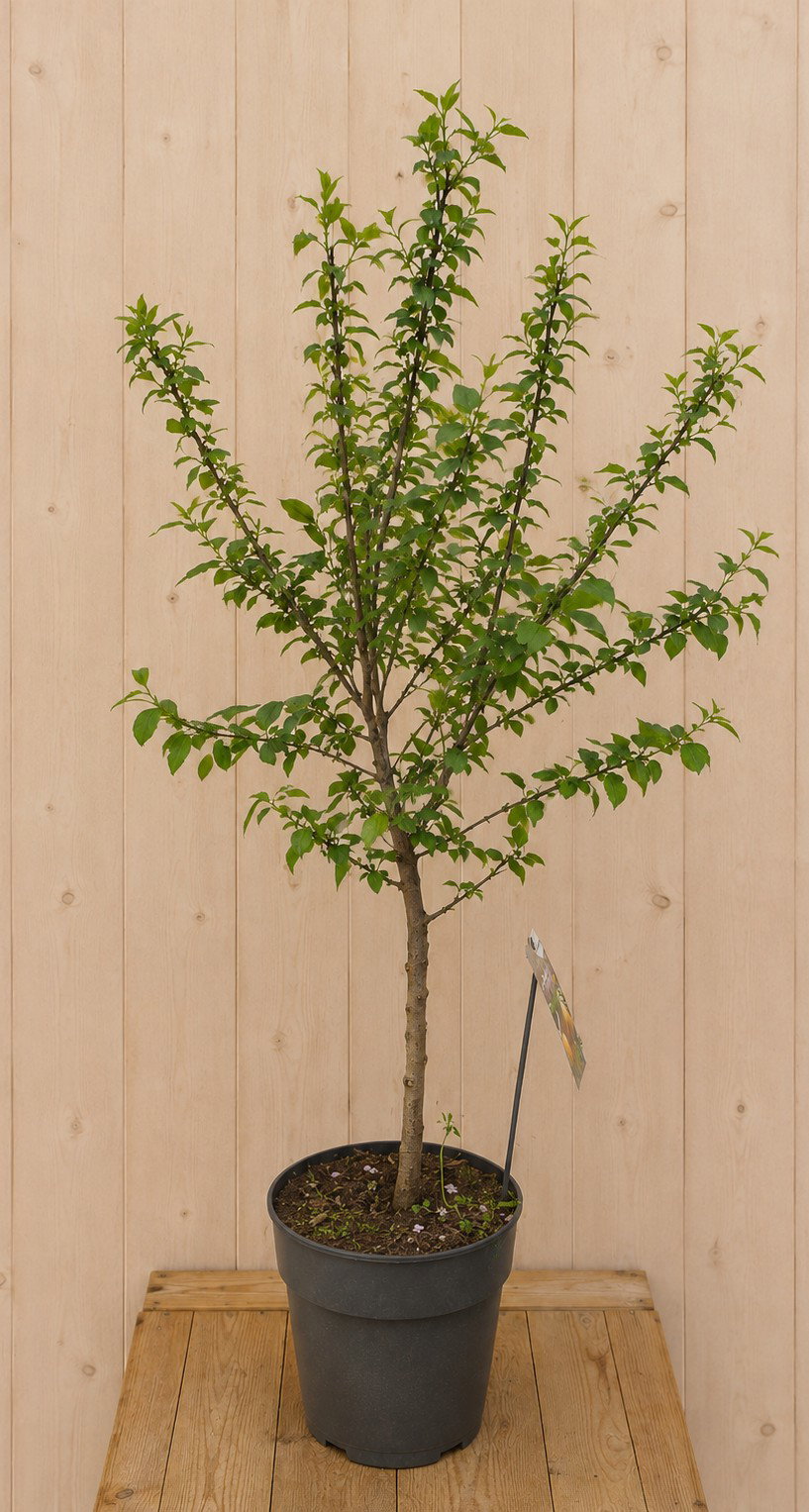 Dwerg Mirabelle Prunus syrica 130 cm Warentuin Natuurlijk - Warentuin natuurlijk