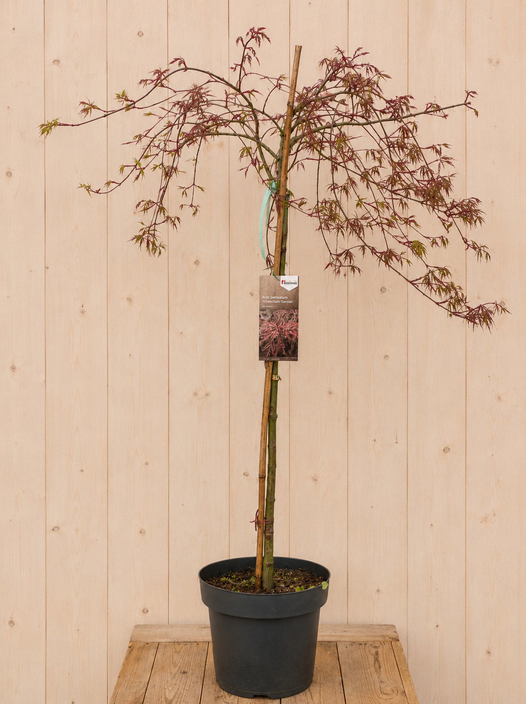 Acer Palmatum Japanse Esdoorn 'Dissectum Tamukeyama' 160 cm Warentuin Natuurlijk - Warentuin natuurlijk
