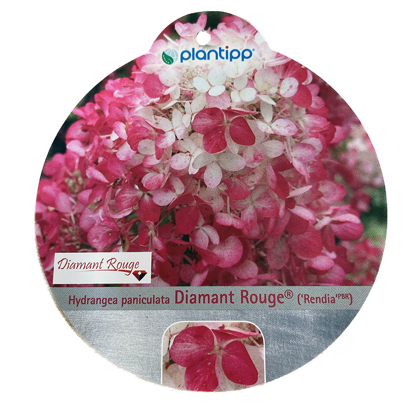 https://cdn.warentuin.nl/media/catalog/product/S/C/SCAN9900200675349_oosterik_home_plant_hortensia_paniculata_diaman_67f3.jpg