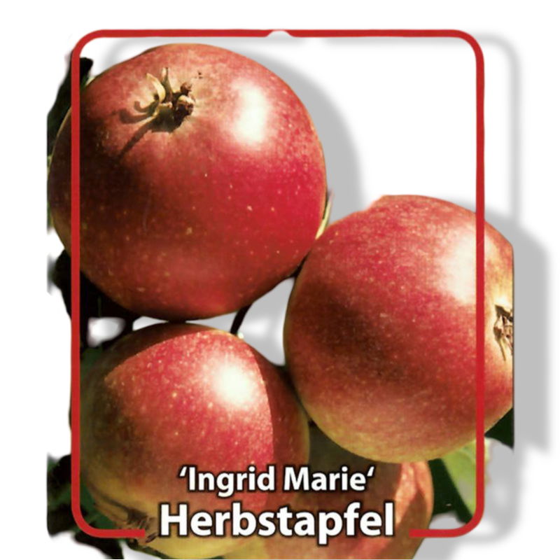 https://cdn.warentuin.nl/media/catalog/product/S/C/SCAN9900201008108_01_oosterik_home_malus_domestica_ingrid_marie_f_ae75.jpg