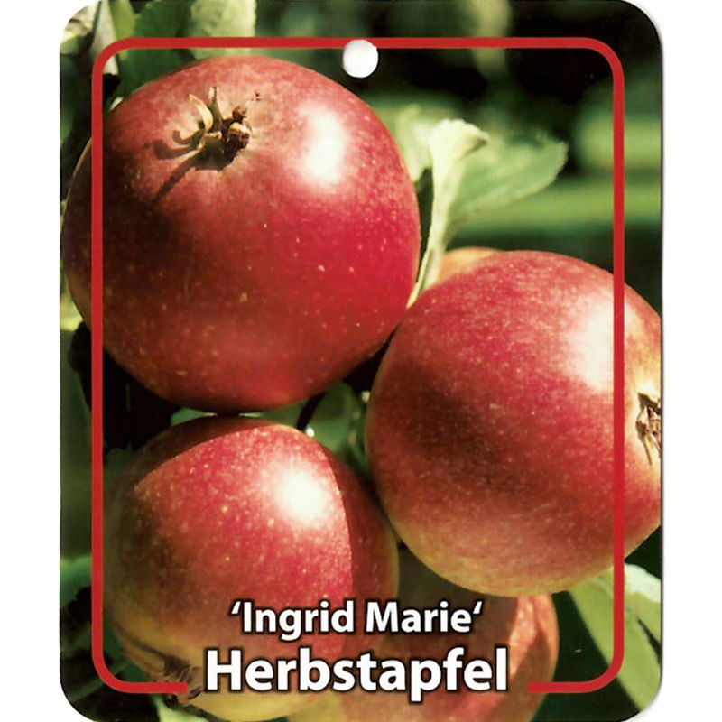 https://cdn.warentuin.nl/media/catalog/product/S/C/SCAN9900201008108_oosterik_home_fruitbomen_fruitboom_malus_domestica_ingrid_mar_f9bf.jpg