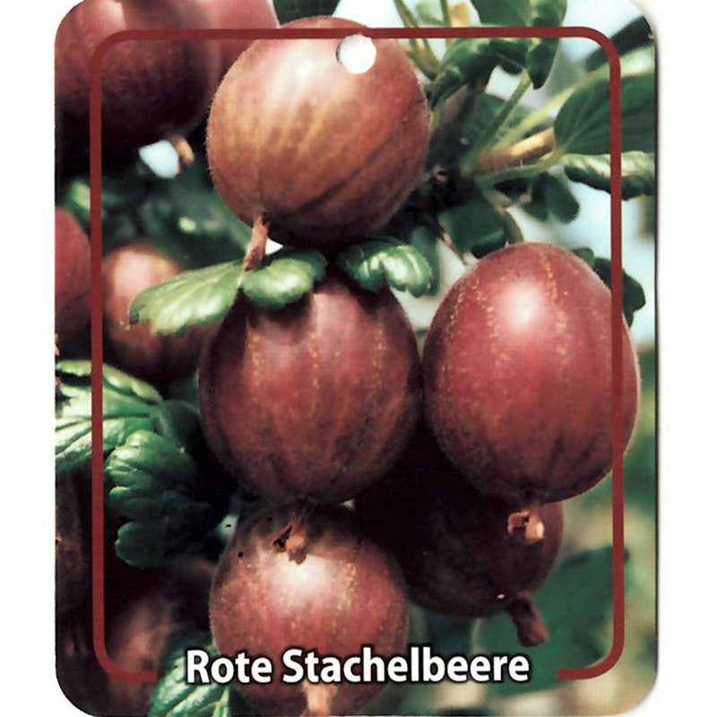 https://cdn.warentuin.nl/media/catalog/product/S/C/SCAN9900201487118_oosterik_home_kleinfruit_fruitplant_ribus_uva_crispa_rote_sta_9755.jpg