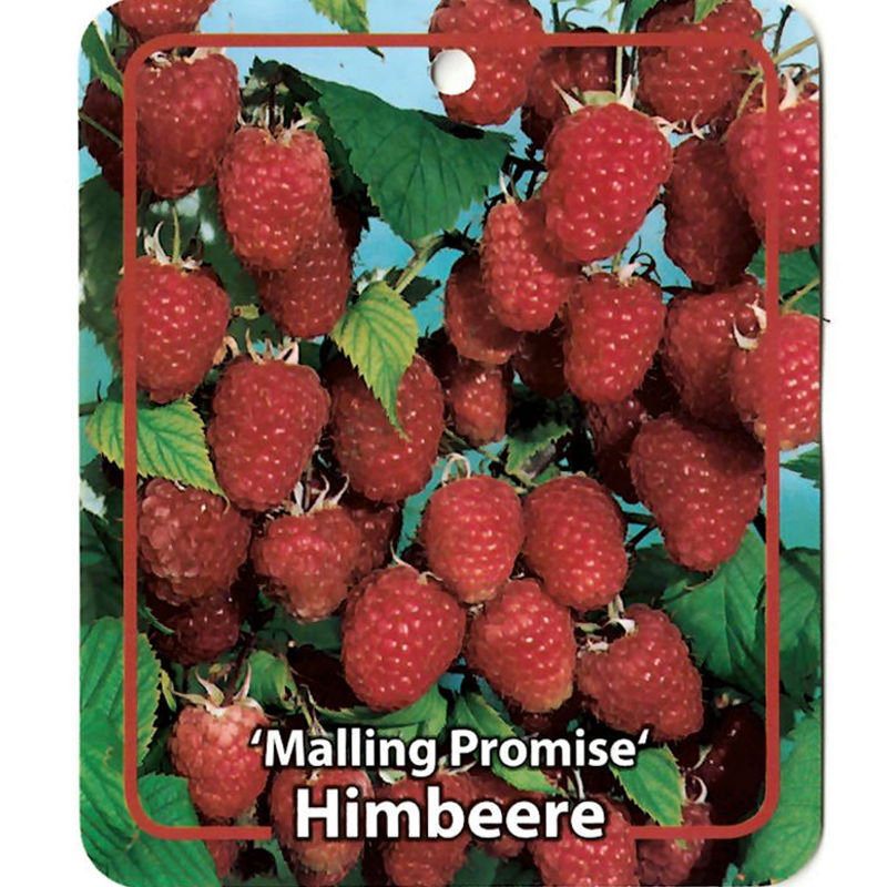 Rubus Idaeus Malling Promise - Oosterik Home