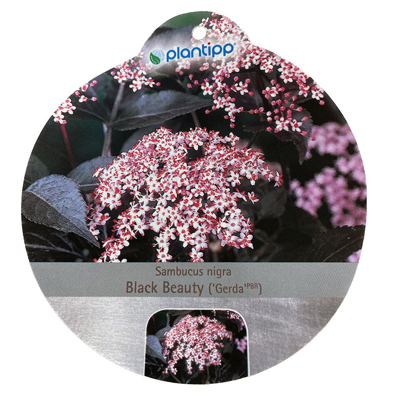 https://cdn.warentuin.nl/media/catalog/product/S/C/SCAN9900201551635_oosterik_home_plant_sambucus_nigra_black_beauty_ced6.jpg