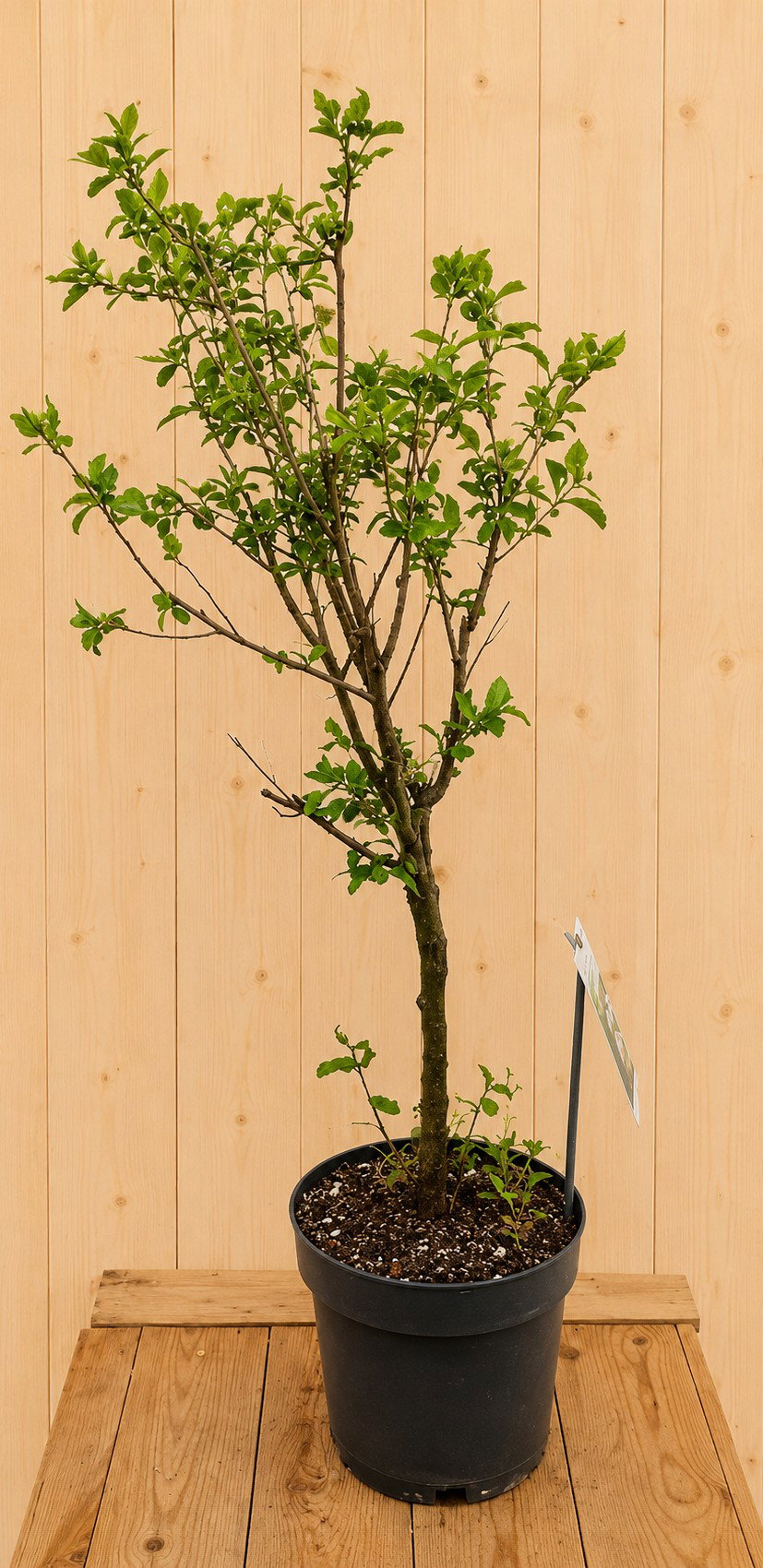 Dwerg Pruimenboom 'Hanna' Prunus domestica 125 cm Warentuin Natuurlijk - Warentuin natuurlijk