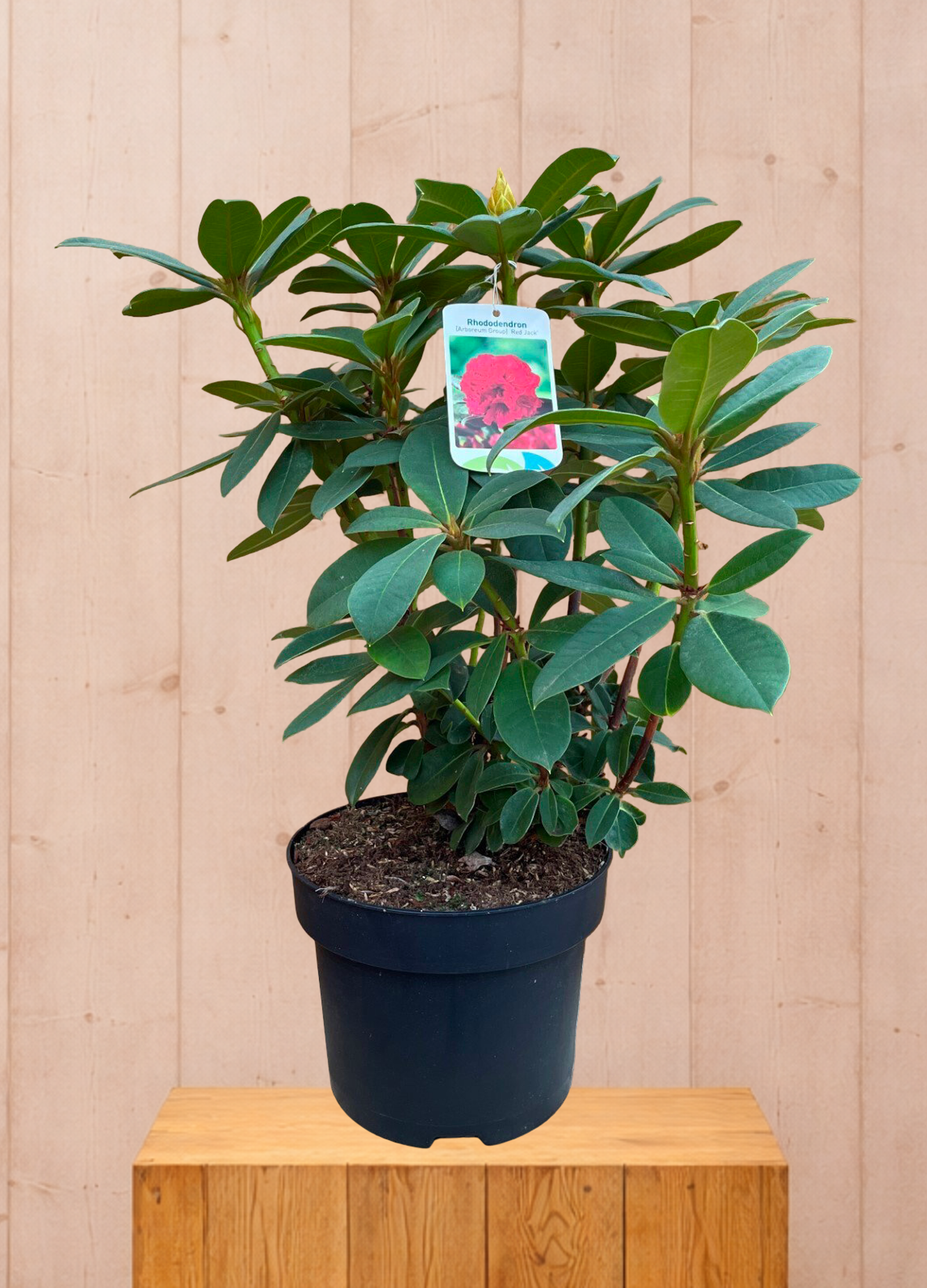 Rhododendron Red Jack groenblijvende heester met rode bloemen ca. 60-70cm incl. pot Warentuin Natuurlijk - Warentuin natuurlijk