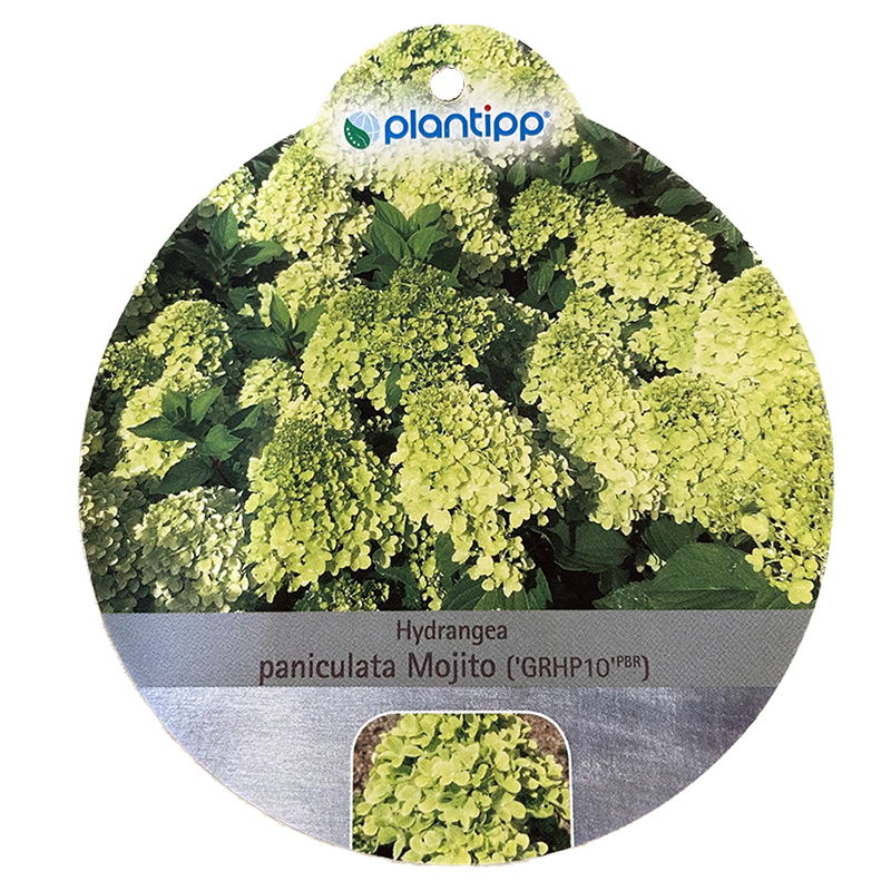 https://cdn.warentuin.nl/media/catalog/product/S/C/SCAN9900300675349_oosterik_home_plant_hortensia_paniculata_mojito_644c.jpg