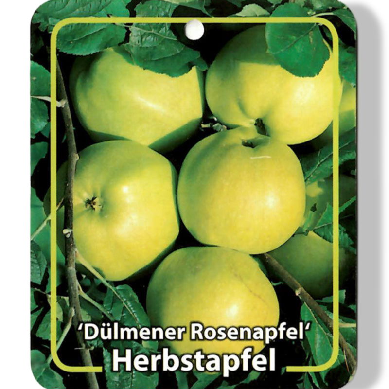 https://cdn.warentuin.nl/media/catalog/product/S/C/SCAN9900301008108_01_oosterik_home_malus_domestica_dulmener_rosen_44f4.jpg