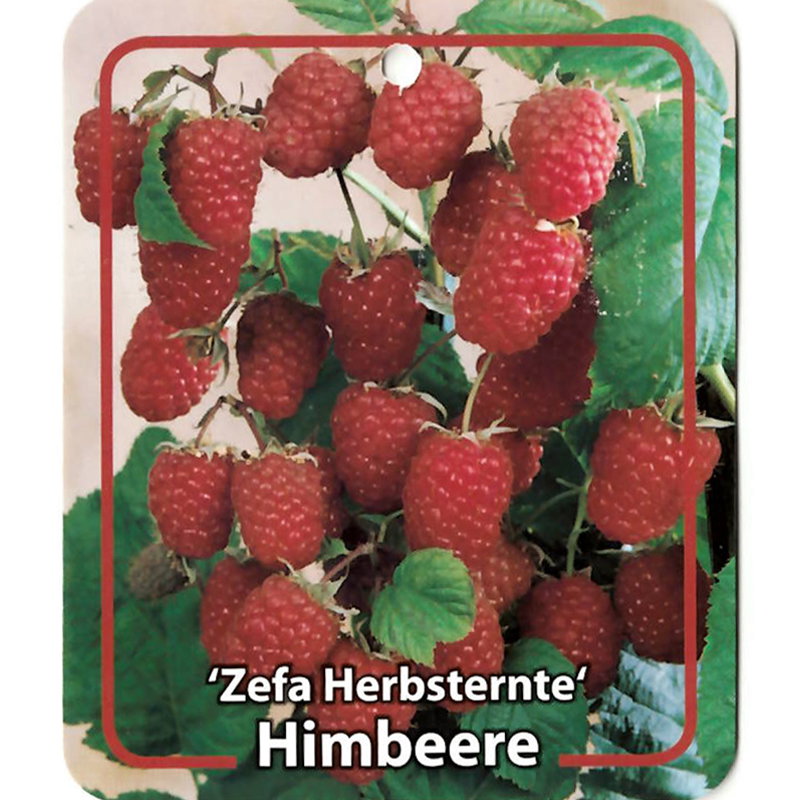 https://cdn.warentuin.nl/media/catalog/product/S/C/SCAN9900301487132_oosterik_home_kleinfruit_fruitplant_rubus_idaeus_zefa_herbste_e89d.jpg