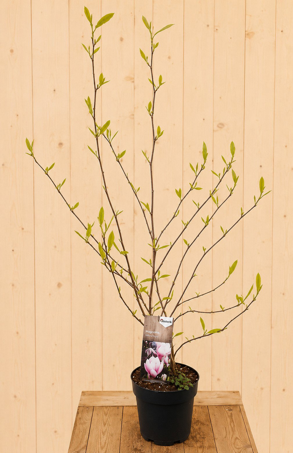 Magnolia Soulangiana Tulpen Magnolia 140 cm Warentuin Natuurlijk - Warentuin natuurlijk