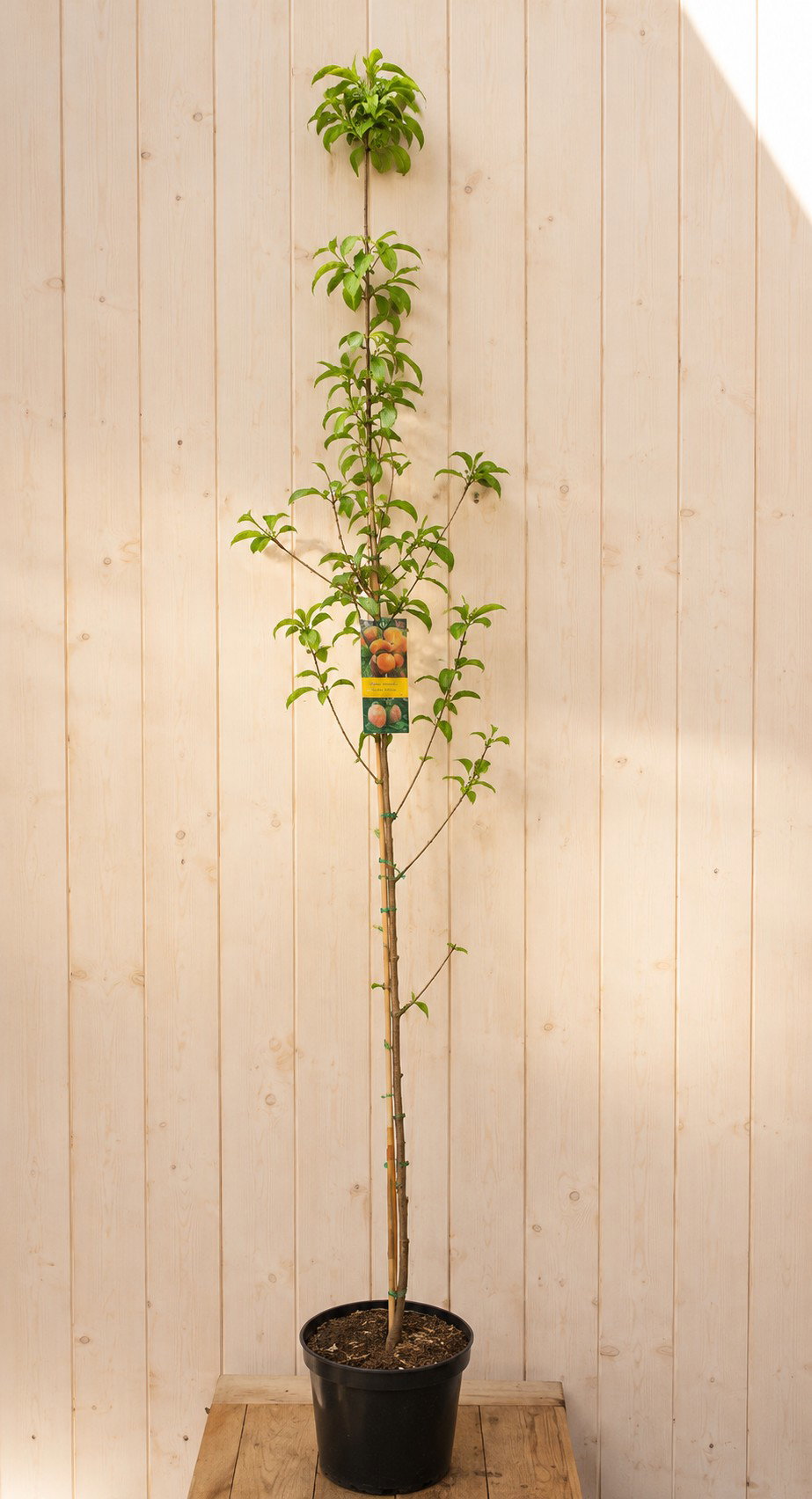 Perzik 'Amsden' Prunus persica 220 cm Warentuin Natuurlijk - Warentuin natuurlijk