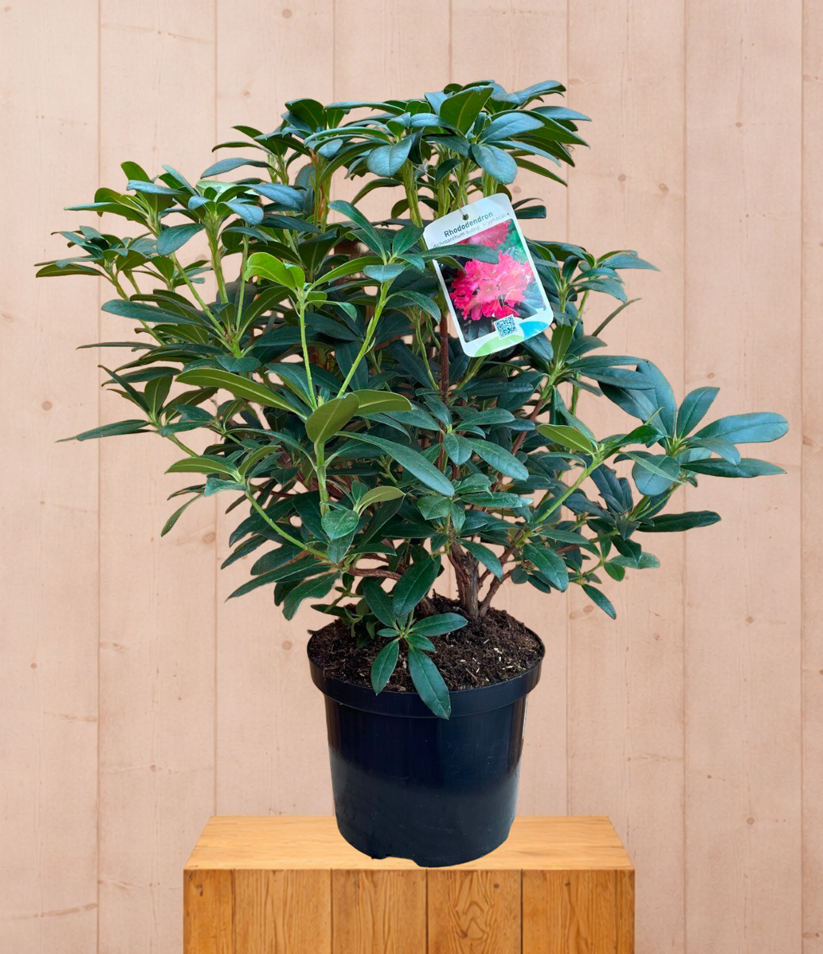 Rhododendron Scyphocalix groenblijvende heester met roze bloemen ca. 60-70cm incl. pot Warentuin Natuurlijk - Warentuin natuurlijk