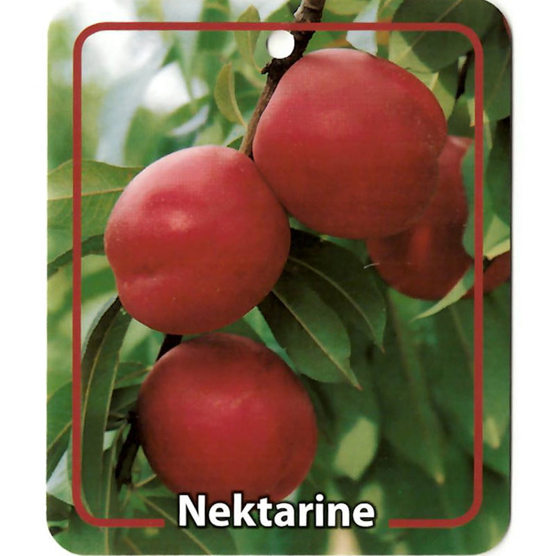 https://cdn.warentuin.nl/media/catalog/product/S/C/SCAN9900401484384_oosterik_home_fruitbomen_fruitboom_prunus_persica_var_nuciper_9f68.jpg