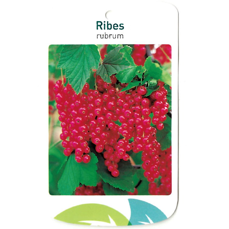 https://cdn.warentuin.nl/media/catalog/product/S/C/SCAN9900401487132_oosterik_home_kleinfruit_fruitplant_ribus_rubrum_1e76.jpg